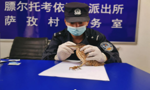 膘尔托考依边境派出所及时救助国家二级保护动物草鹭