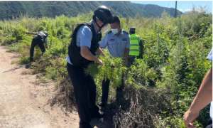 月晴边境派出所联合图们市公安局禁毒大队铲除野生大麻200株