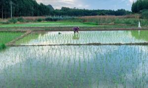 粮食生产扶持资金成为农民增收“助推器”