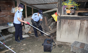 鸡窝惊现剧毒蝮蛇 民警一抓“抓一窝”