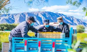 “致富雪菊”迎丰收 戍边民警助采摘