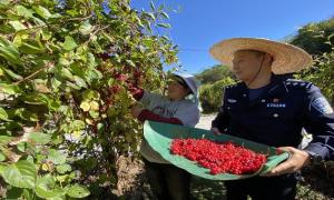三道沟边境派出所助农秋收保民安