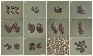 距今约2700年——江苏沿海地区首次发现麦类遗存