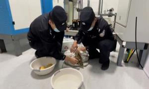 警民合力救助受伤野生狍子