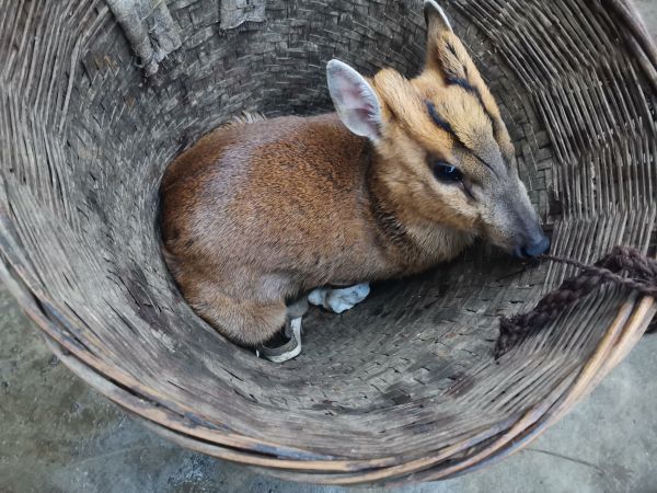 群众发现受伤的赤麂2.jpg 群众发现受伤的赤麂2.jpg