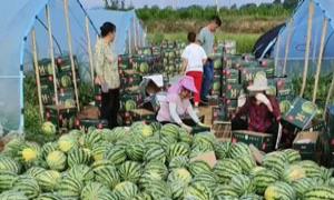 西瓜大棚搭建管护忙 特色产业种植促振兴