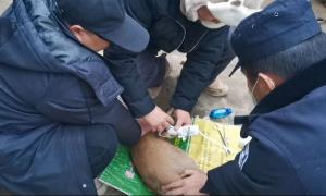 警民救助痛失前蹄的赤麂
