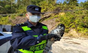 “萌鹰”出没偷吃鸡 民警救助放归山林