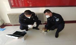 民警救助国家二级保护动物“白眼鵟鹰”