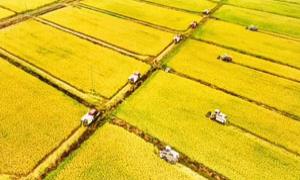 衡阳县：稻浪翻滚庆丰收 全民健身促和美