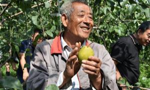 秋收时节 山西平定变身多彩世界
