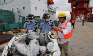宁波边检机关高效保障3524吨冻鱼快速入境