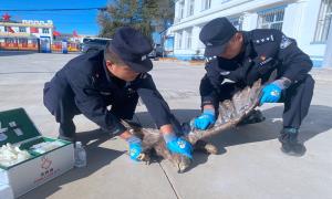 川井边境派出所成功救助国家一级保护动物金雕