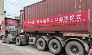 首次出口37.1万美元，“咸安桂茶”飘香海外