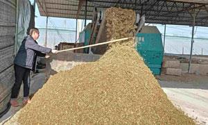 新绛县：秸秆成为养殖户的“香饽饽”