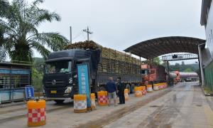 首批8万吨甘蔗入境！云南打洛出入境边防检查站助力保障通关