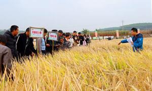 宾阳县：培育新型职业农民队伍 助力乡村振兴