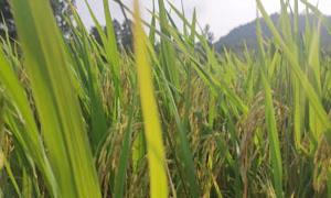 湖南永州：瑶韵米香飘万家 爱心助农销路开