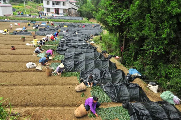 dangjian4.jpg dangjian4.jpg