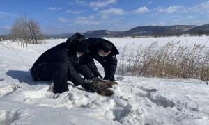 春化边境派出所及时救助国家二级野生保护动物鸟鹰