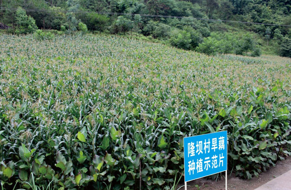 chungeng4.jpg chungeng4.jpg