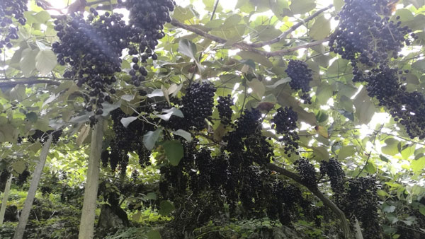 chungeng2.jpg chungeng2.jpg