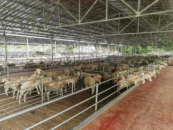 chungeng5.jpg chungeng5.jpg