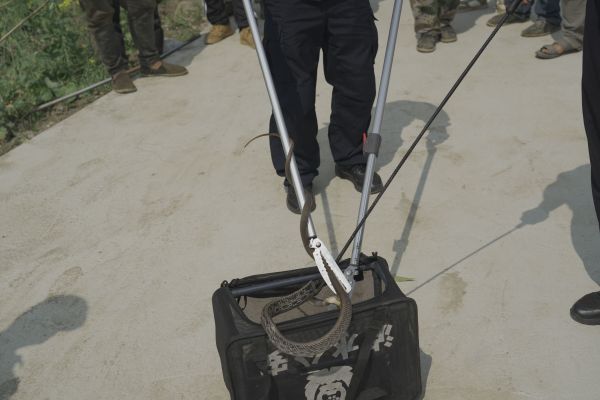 黑眉锦蛇惊现美丽公路服务区移民管理警察快速处置 (2).jpg 黑眉锦蛇惊现美丽公路服务区移民管理警察快速处置 (2).jpg