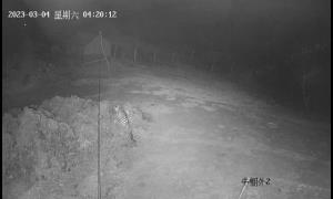 野生东北虎现身边境村屯 移民管理警察加大辖区巡逻力度