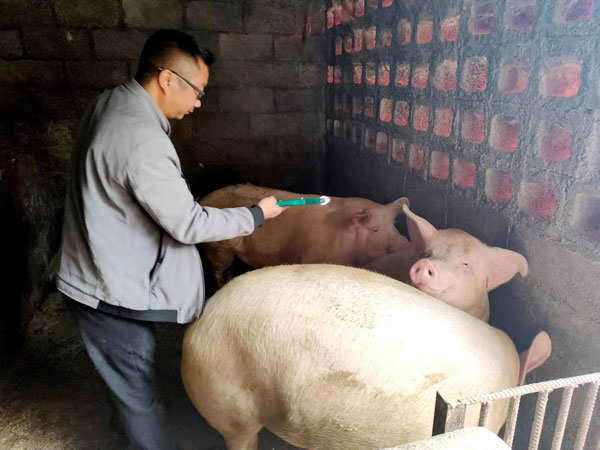 dashan2.jpg