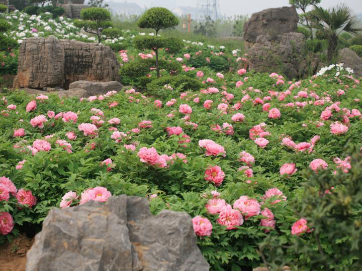 luoyang1.jpg