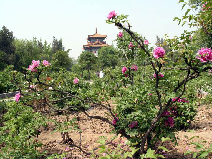 luoyang7.jpg