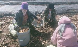 南岭村天麻种植正当时