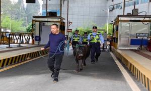 耕牛“跨国旅游”急坏农户！移民管理警察5小时找回