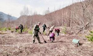 山野菜刺嫩芽变身“致富芽”
