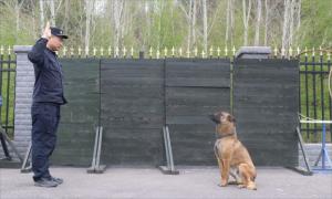 边境检查站的“神犬奇兵”