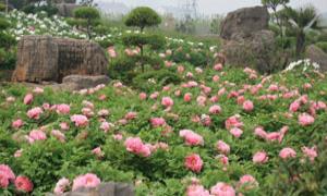 洛阳牡丹真国色 花开时节五洲红