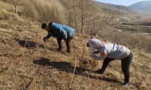 中和村：种植刺嫩芽打开林下“致富路”