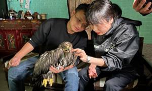 林芝达木边境派出所救助国家一级保护动物草原雕