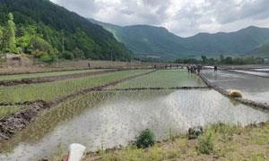 农田地头披“新绿” 水稻插秧正当时