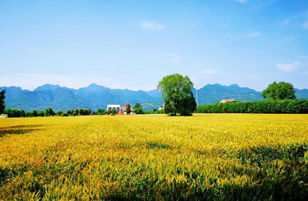 yiwan1.jpg