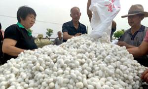 河南嵩县：桑蚕丰收富桑农 座座“银山”化“真金”