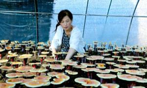 吉林万良镇：党支部领办合作社 激发乡村振兴内动力