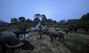 连夜冒雨搜查 查获走私活牛18头！