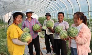 ​柏树乡： 小西瓜种出“甜蜜”新生活