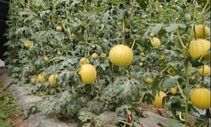 红光村：吊秧西瓜种植忙 铺就“甜蜜”致富路