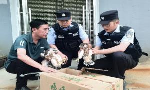 苇沙河边境派出所民警与村民共同救助国家二级保护动物苍鹰