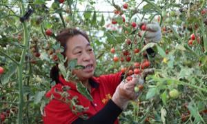 土地流转再打工，漫流村民家门口拿双“金”