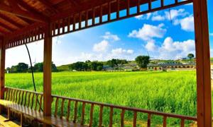山西朔州：油菜花开引客来