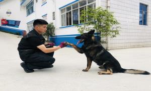 西南边陲，警犬“赛虎”的戍边故事